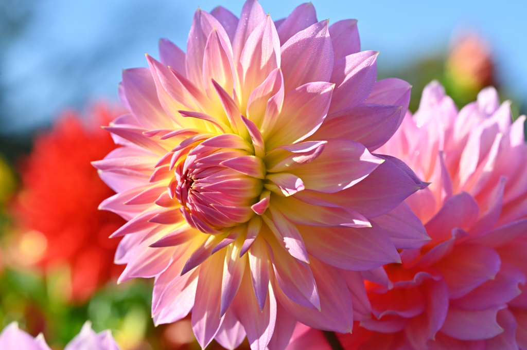 dahlia