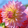 dahlia