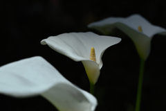 White Calla Lily