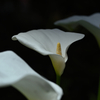 White Calla Lily