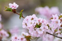 SAKURA