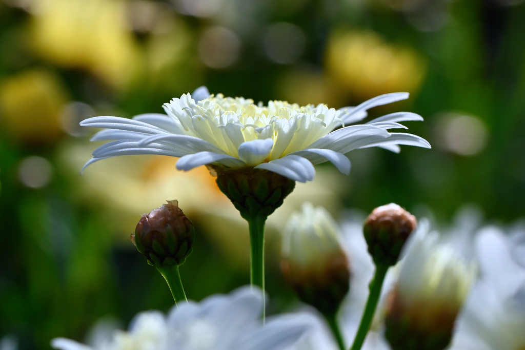 White chrysanthemum