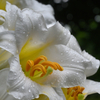 lily
