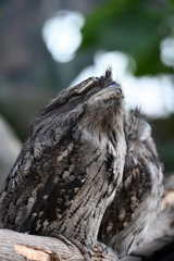 Tawny Frogmouth