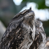 Tawny Frogmouth
