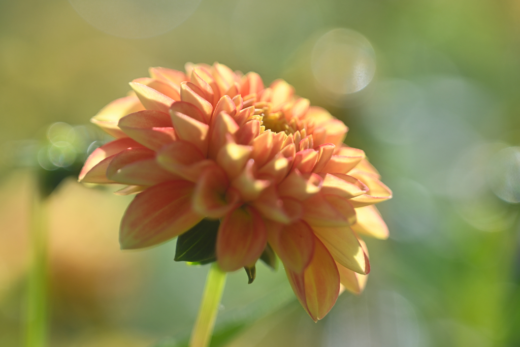 Dahlia