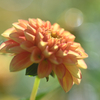 Dahlia