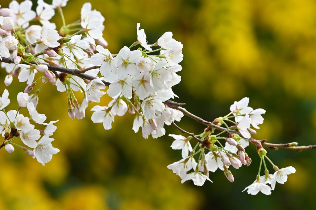 SAKURA