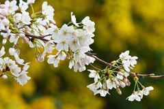 SAKURA