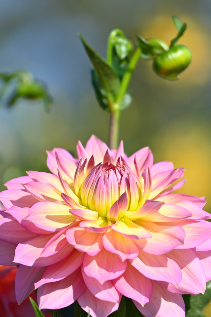 dahlia