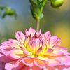dahlia