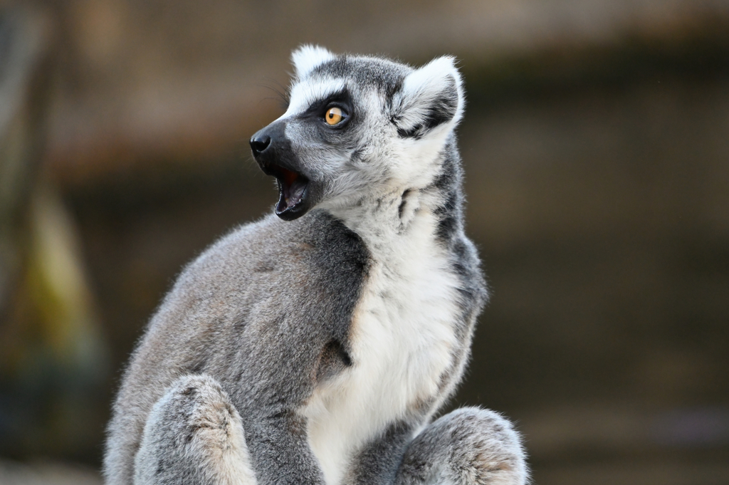 Ring-tailed lemur