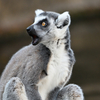 Ring-tailed lemur