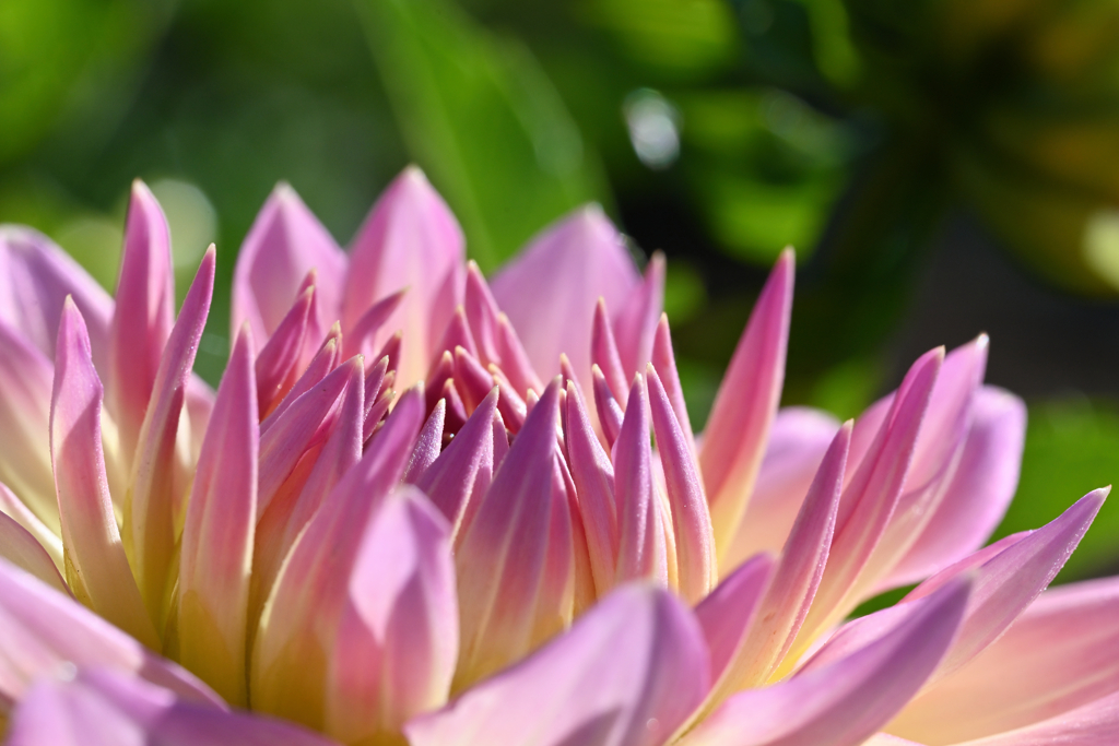 dahlia