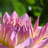 dahlia