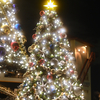 American WaterFront Christmas Tree