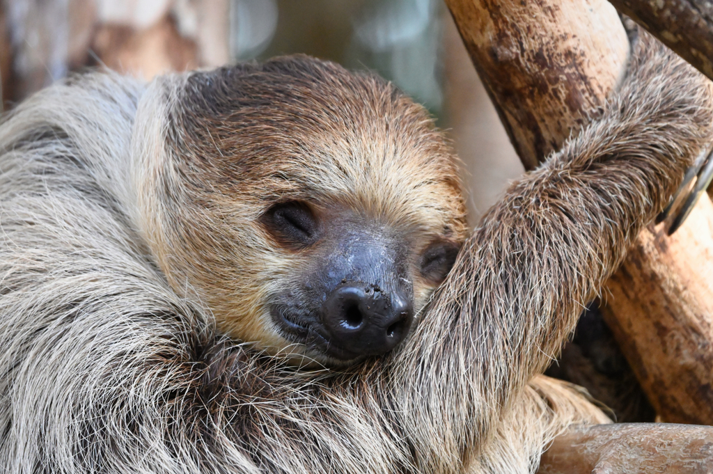Sloth