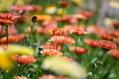 Strawberry Blonde Calendula