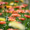 Strawberry Blonde Calendula