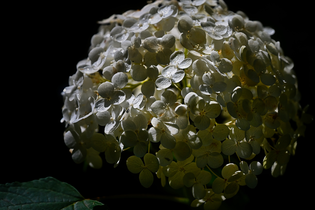 White Hydrangea
