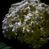 White Hydrangea