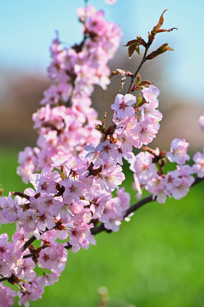 SAKURA