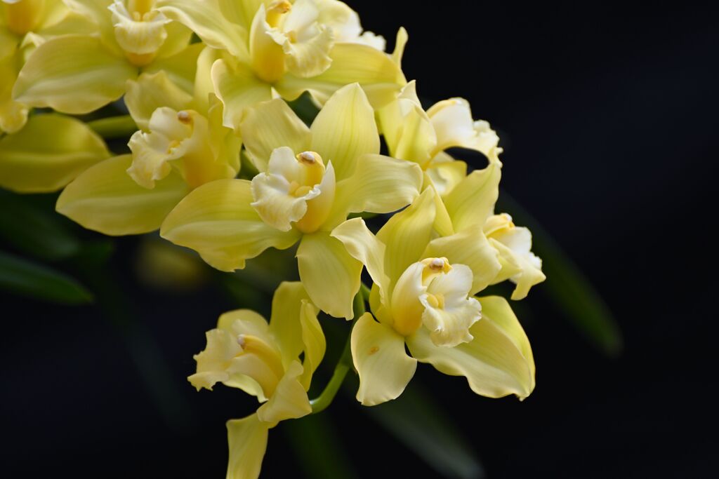 cymbidium