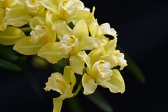 cymbidium