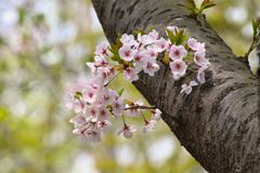 SAKURA