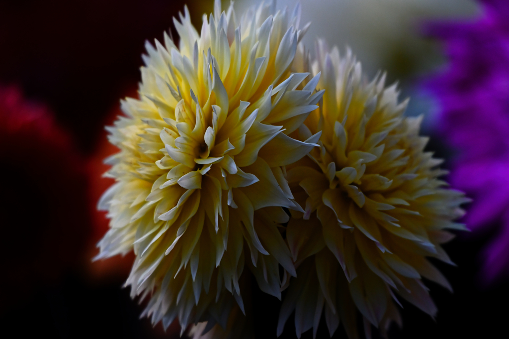 dahlia