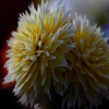 dahlia