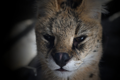 Serval Cat