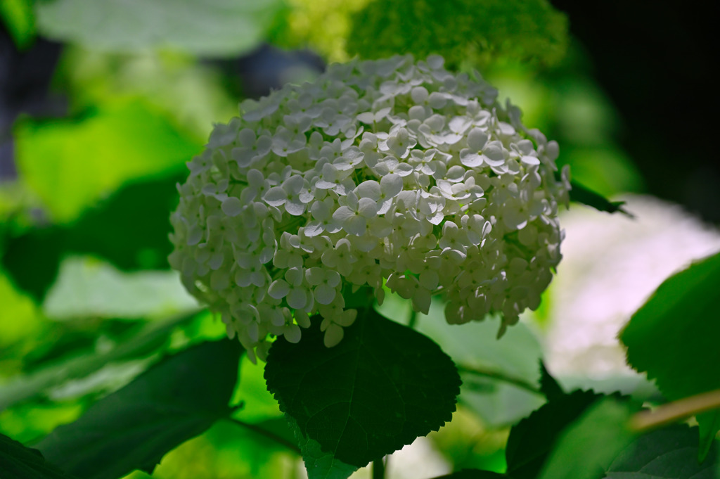 Hydrangea