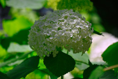 Hydrangea