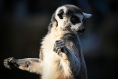 Ring-tailed lemur
