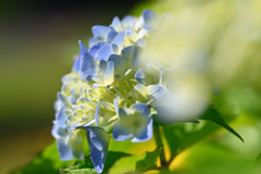 Hydrangea