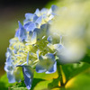 Hydrangea