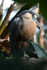 Boat-billed Heron