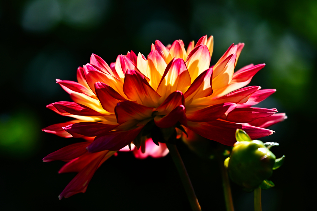 dahlia