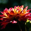 dahlia