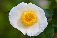 Camellia