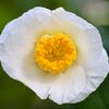 Camellia