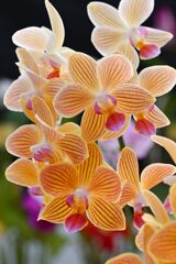 Phalaenopsis