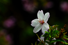 sakura