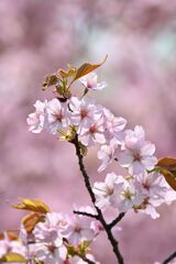 SAKURA
