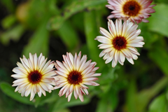 pot marigold