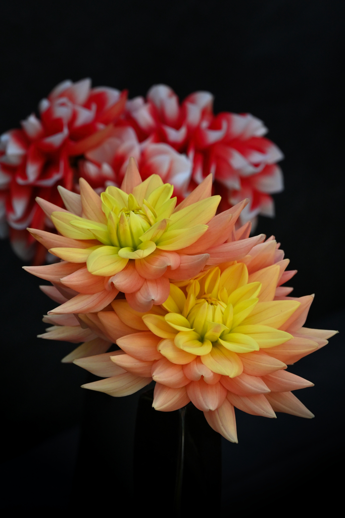 dahlia
