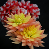 dahlia