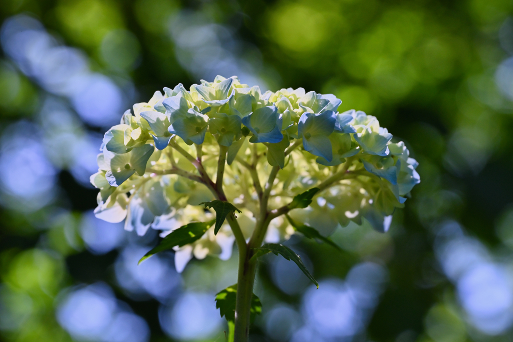 hydrangea