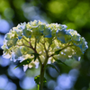 hydrangea